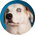 Avatar of Matt Nelsons white dog